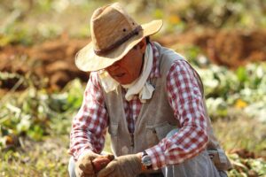 Straw hat, Farmer, Sweet potato farming image